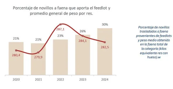 novillos-feedlot