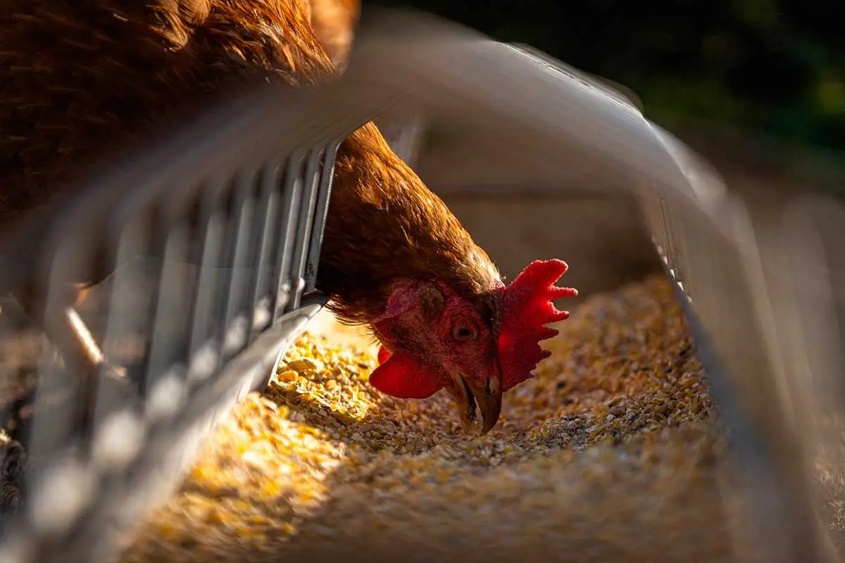pollo